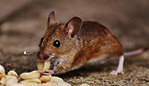24 Hour & Emergency Exterminators in Corona, NY